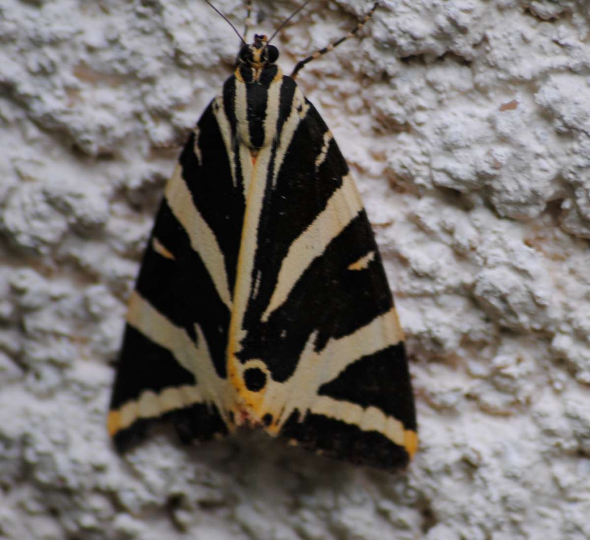 © R. Troqueraud ecaille_chine.jpg