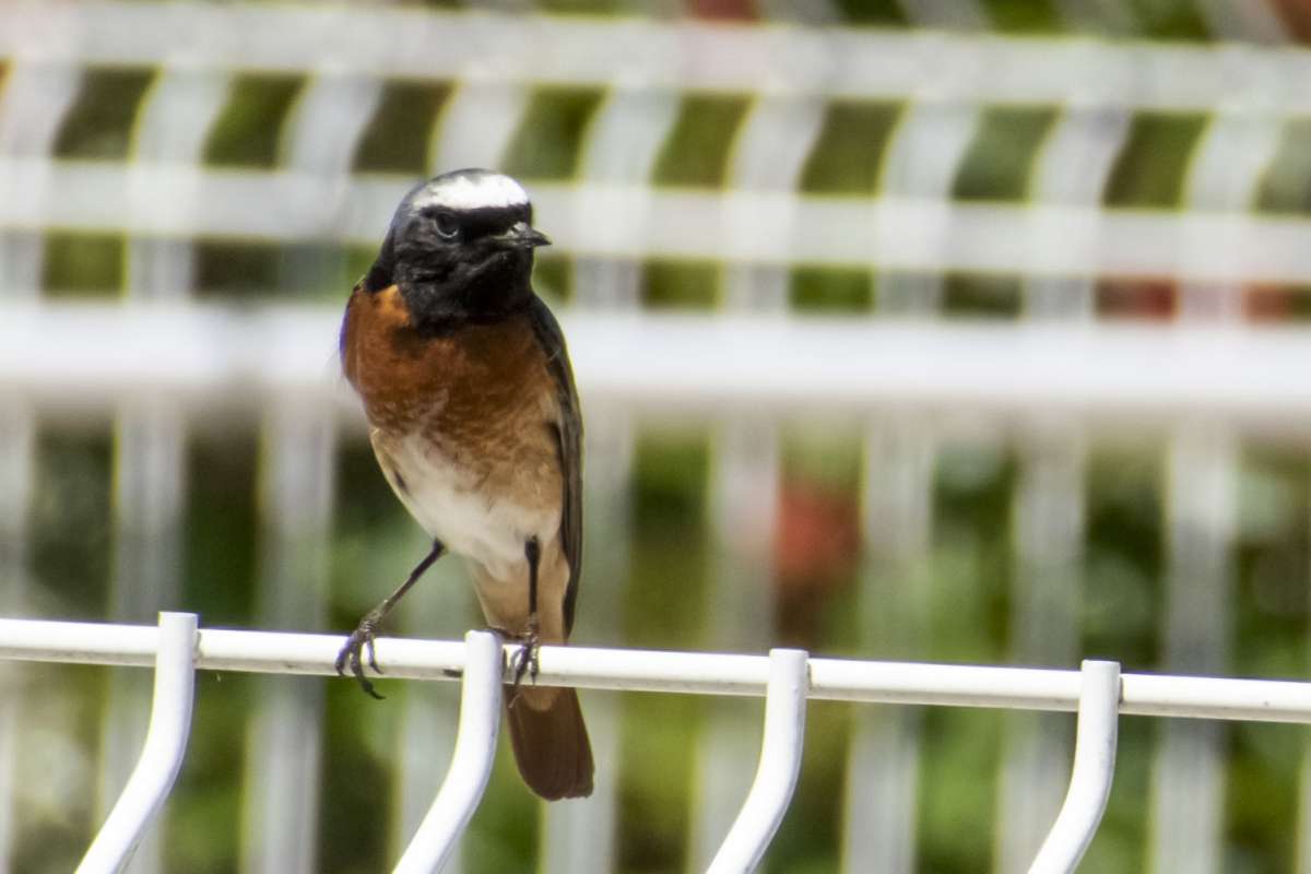 rougequeue noir 2 rufer