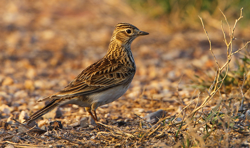 alouette des champs aurelien audevard