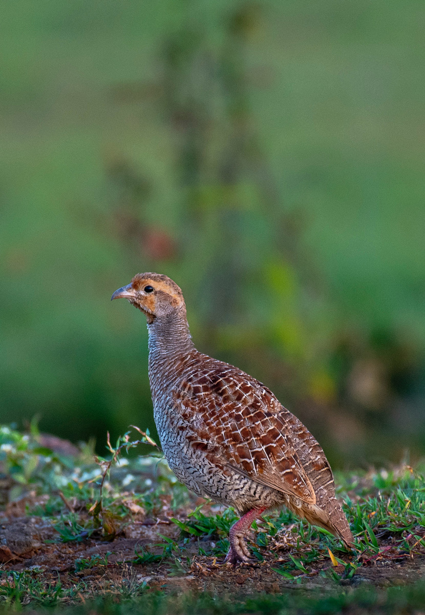 becasse pexels rajukhan pat