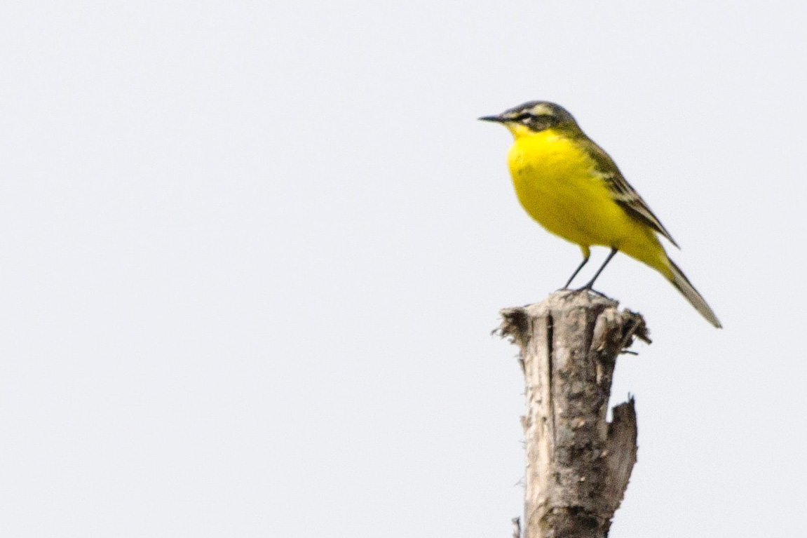 bergeronnette pexels ann os