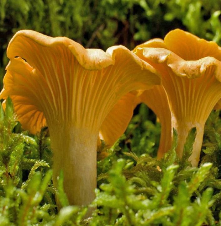 chanterelle