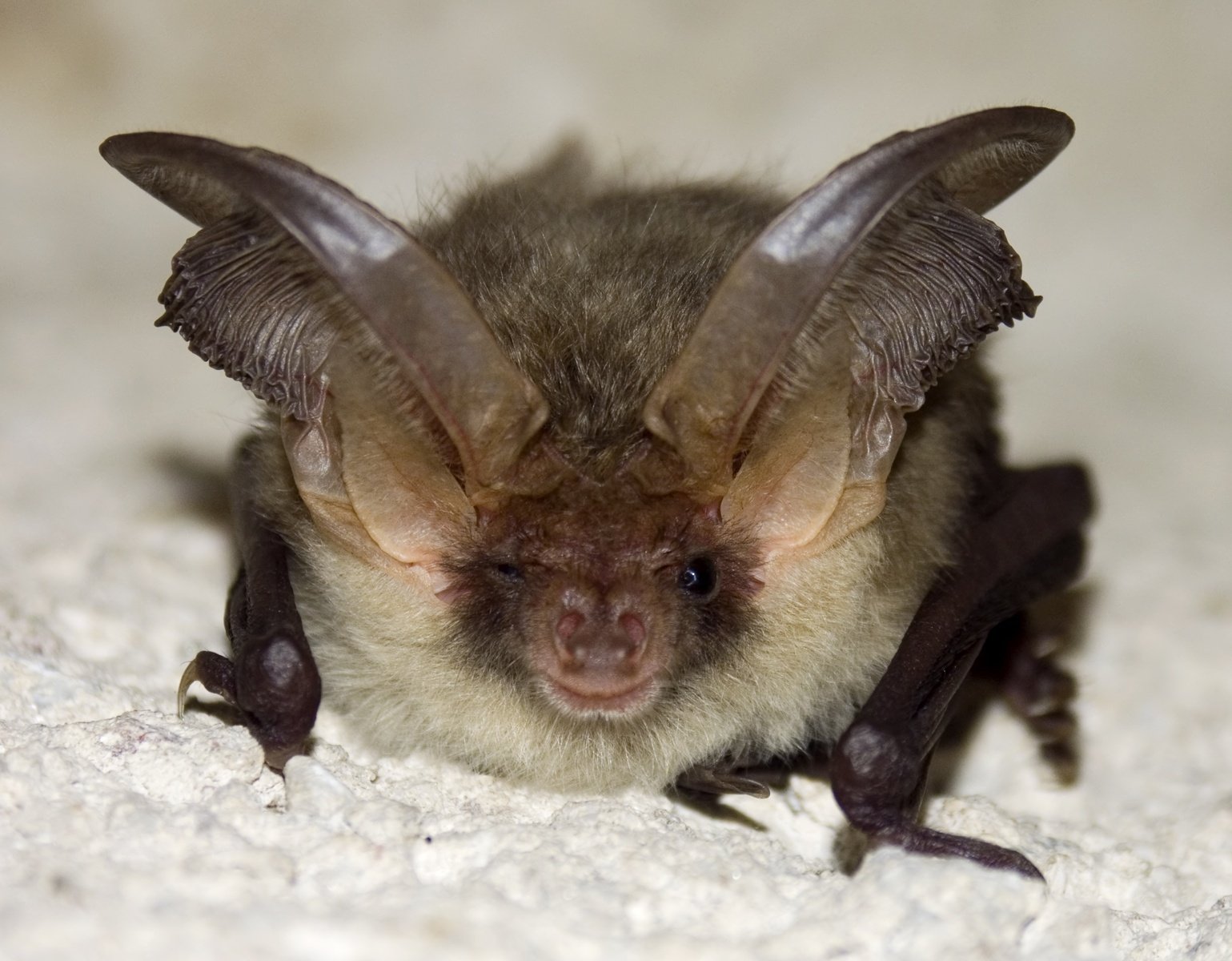 chauve souris
