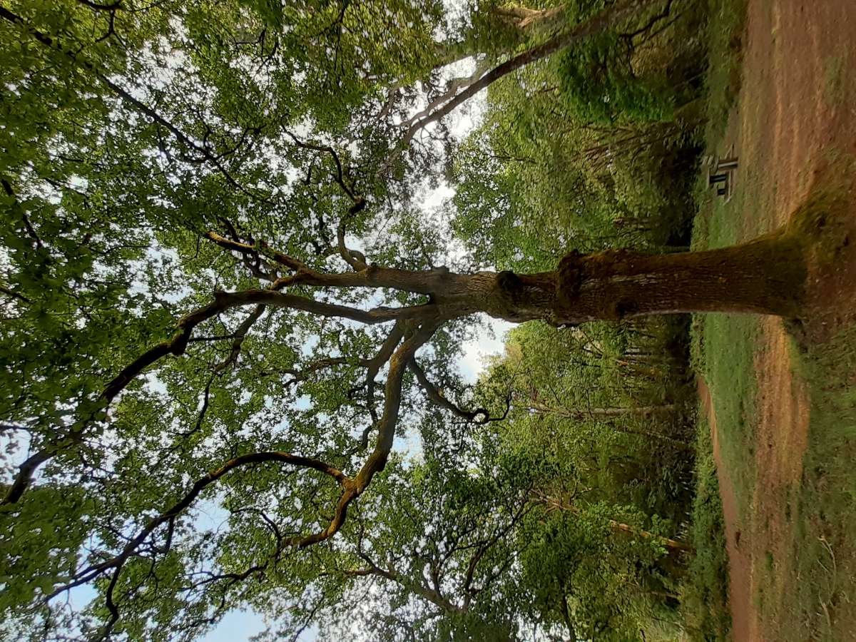 Monsalut 2022 © X. Guibert chene 2