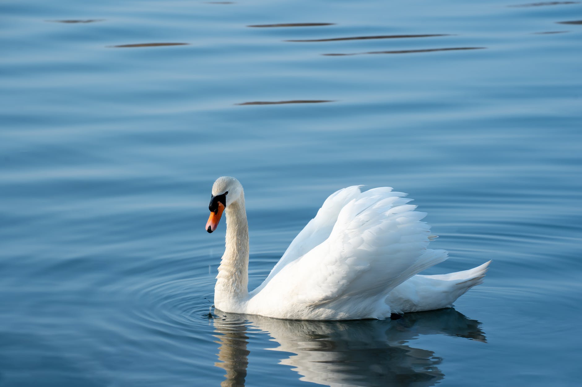 cygne