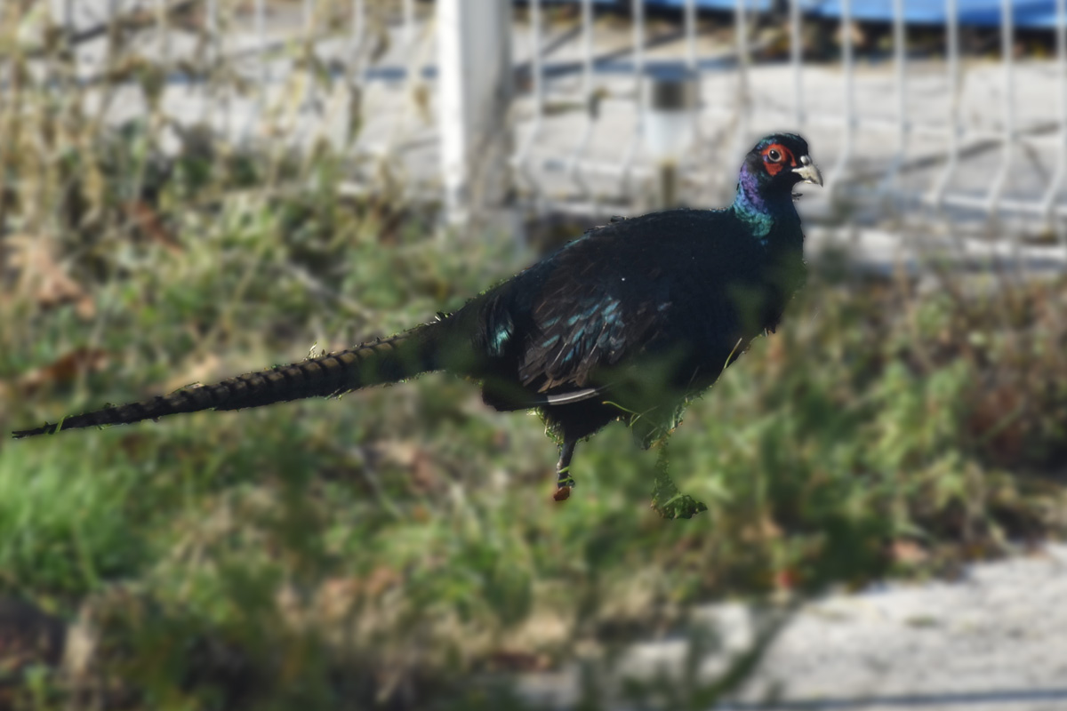 Monsalut 2022 © X. Guibert faisan