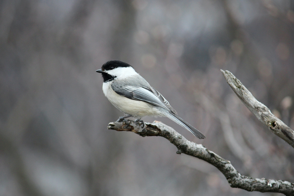 fauvette pexels ella wei 62