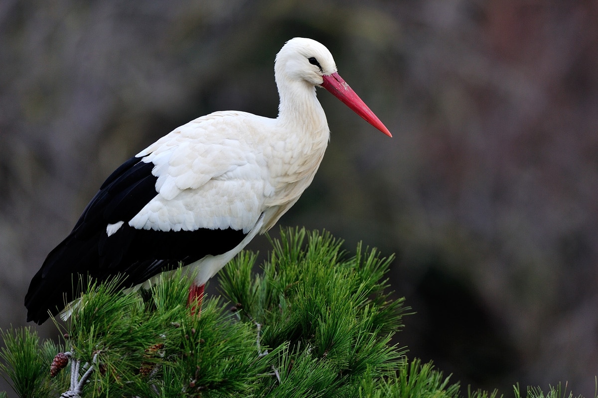 fiche cigogne blanche