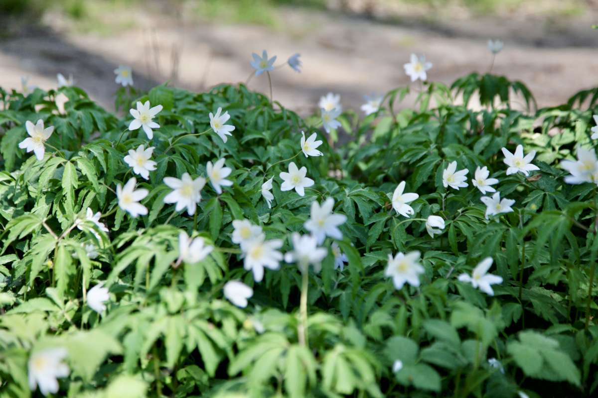 Anemones pulsatilla 3405 1200