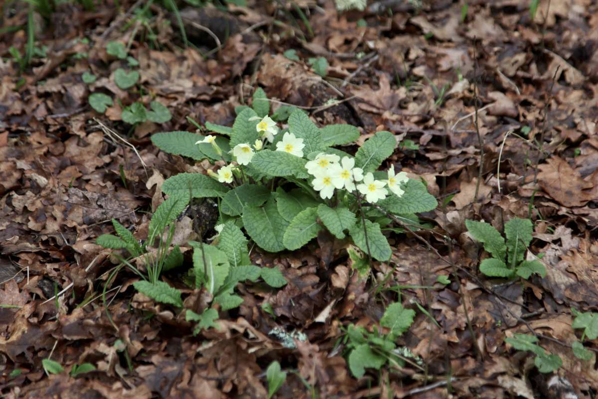 Primeveres 1583 1200