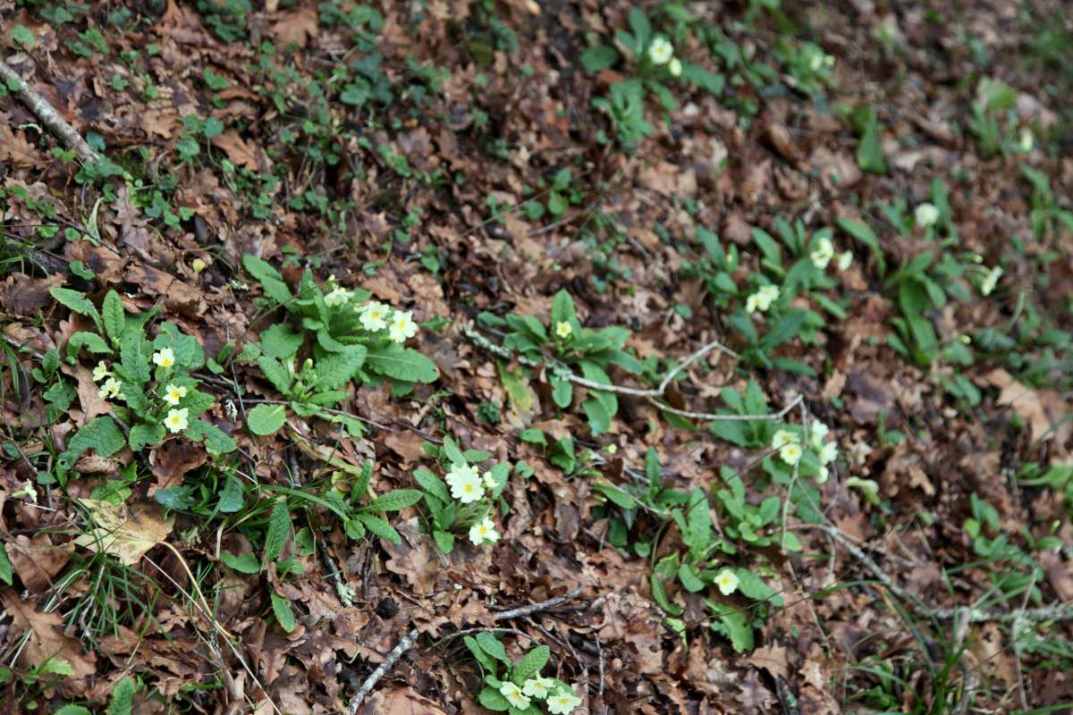 Primeveres 1598 1200