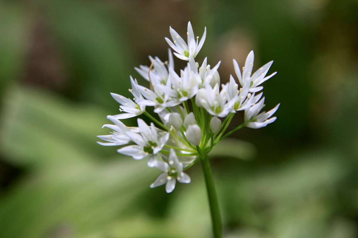 ail des ours 3787 1200