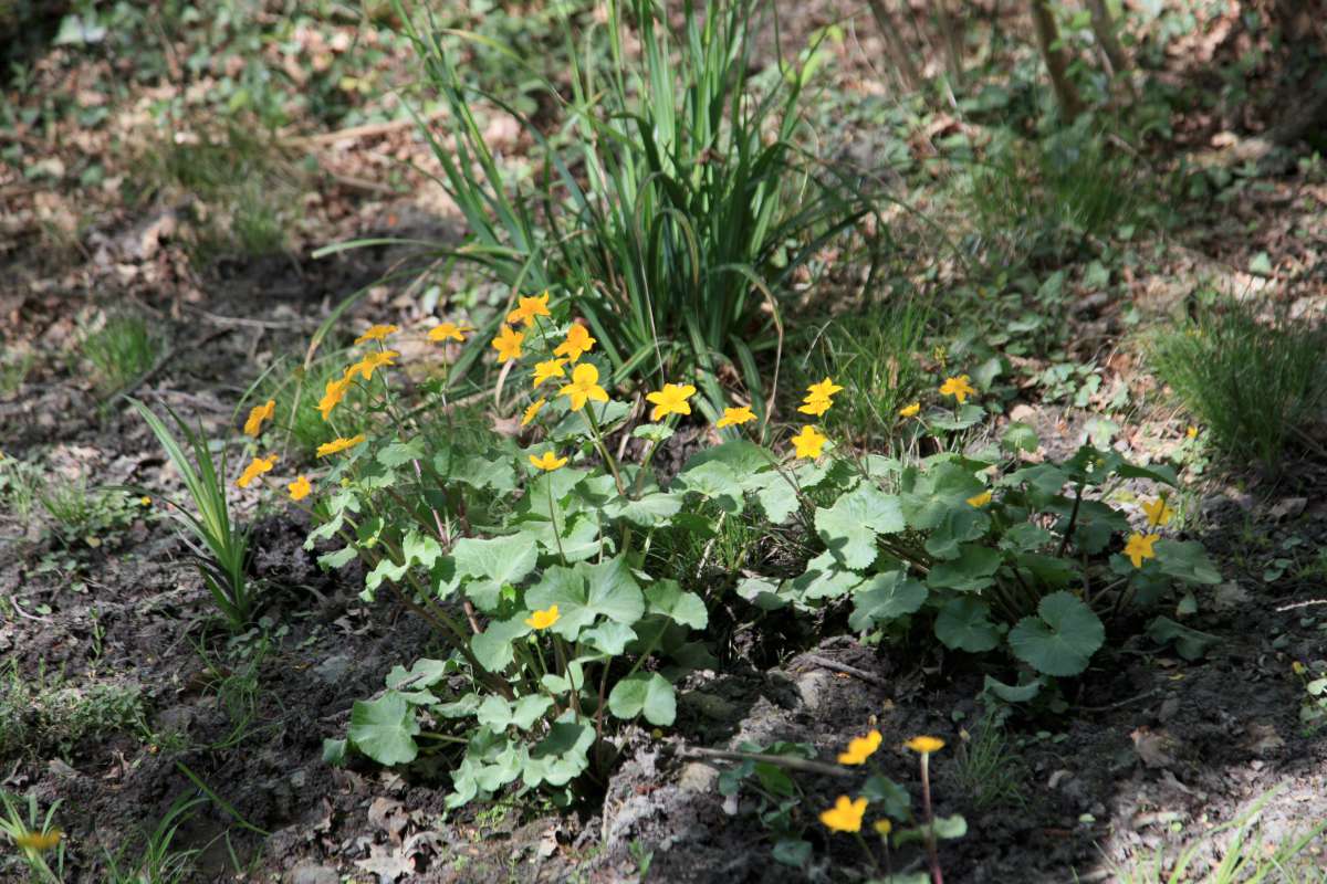 caltha palustris 3423 1200