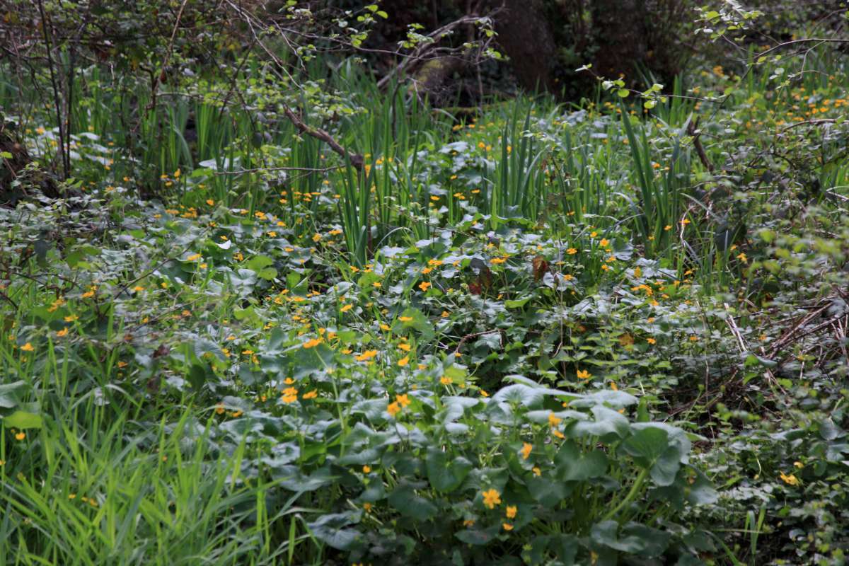 caltha palustris 3530 1200