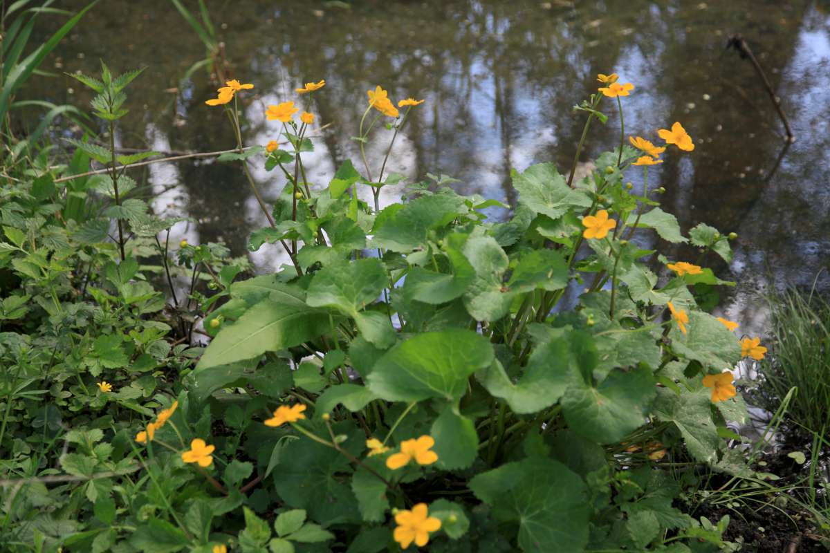 caltha palustris 3534 1200