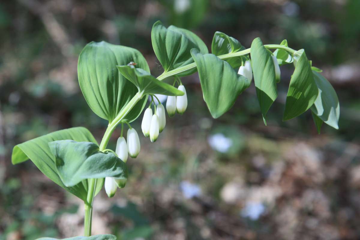 sceau salomon3812 1200