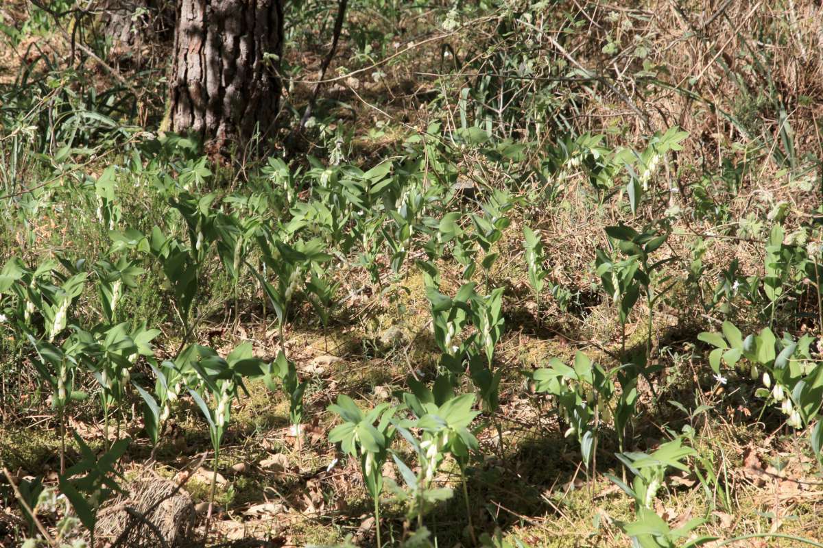 sceau salomon3816 1200