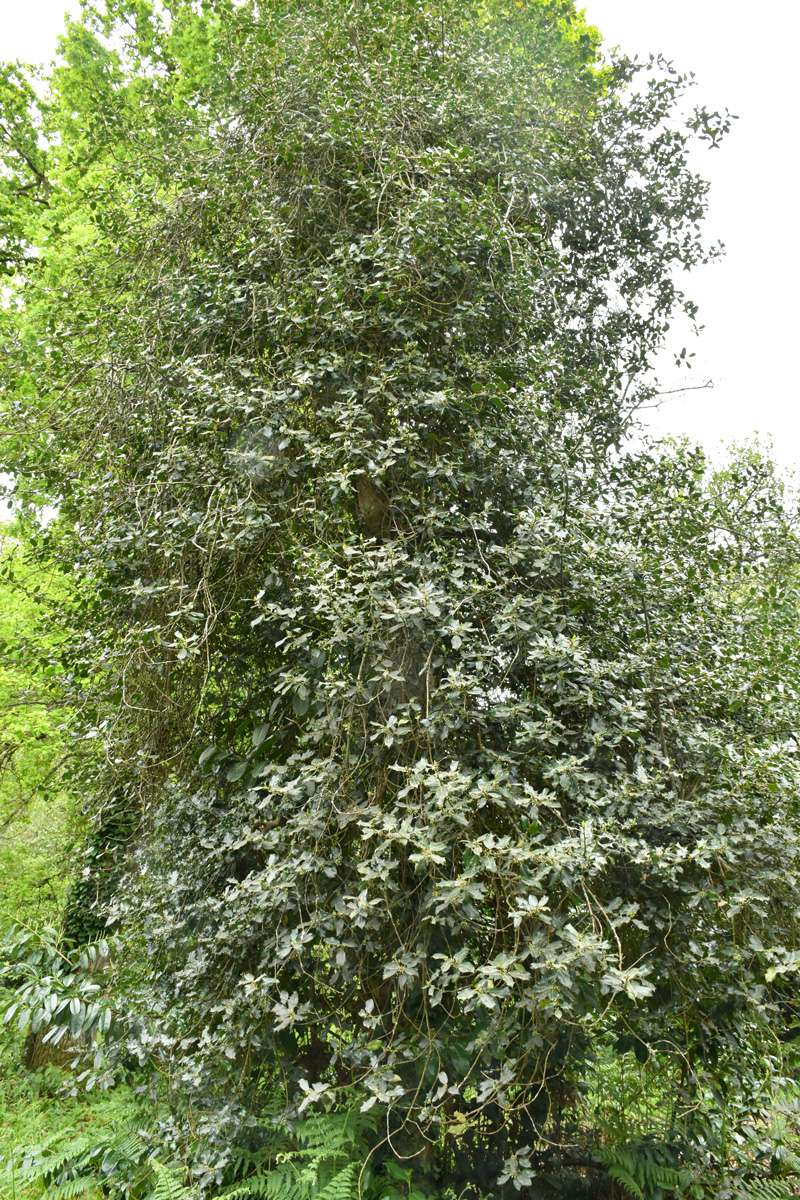 Monsalut 2022 © X. Guibert houx1 1200