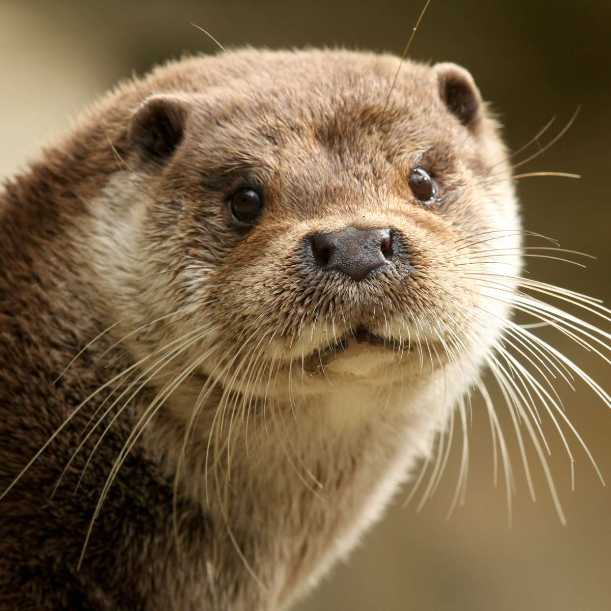 loutre 1200