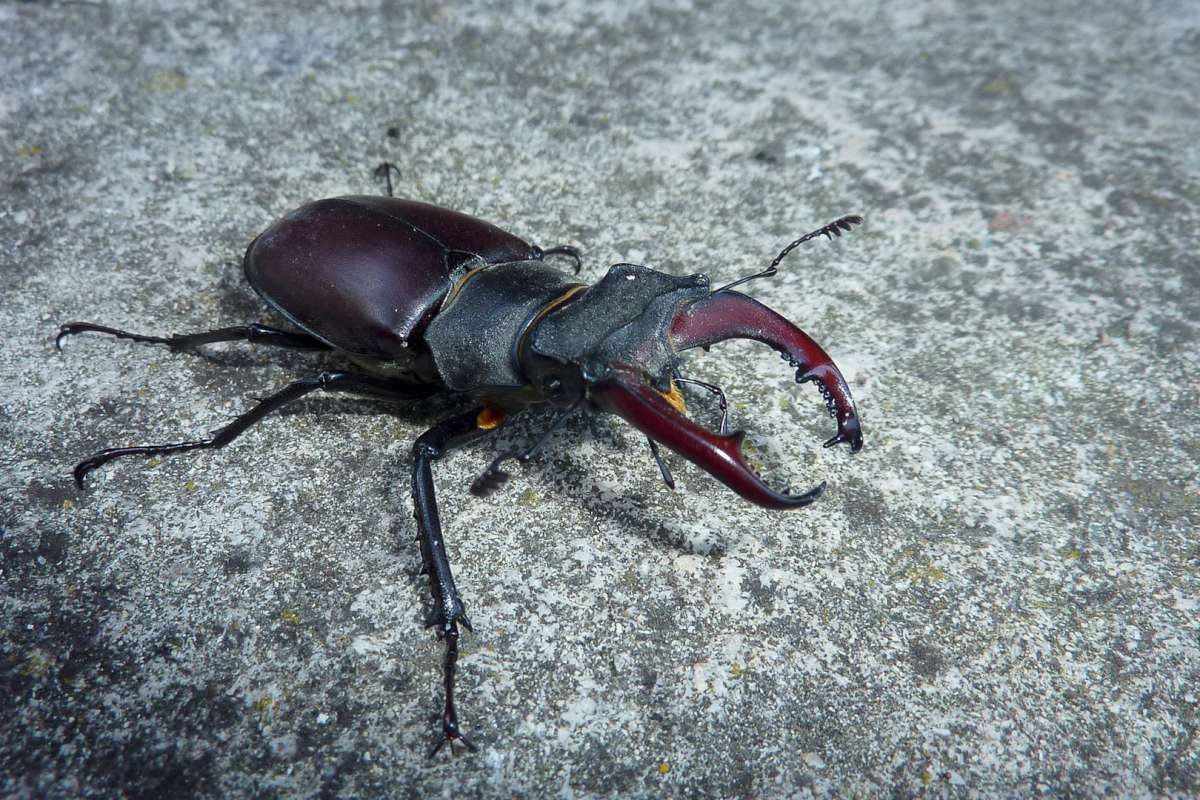 lucane cerf volant 1200