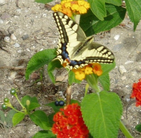 © R. Troqueraud machaon barcares espagne sept.2008 004 5