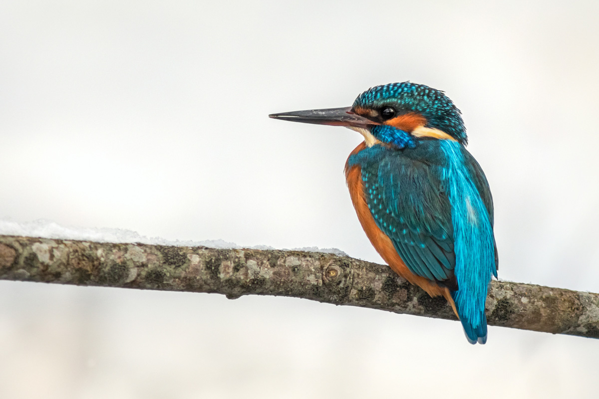 martinpecheur pexels erik k