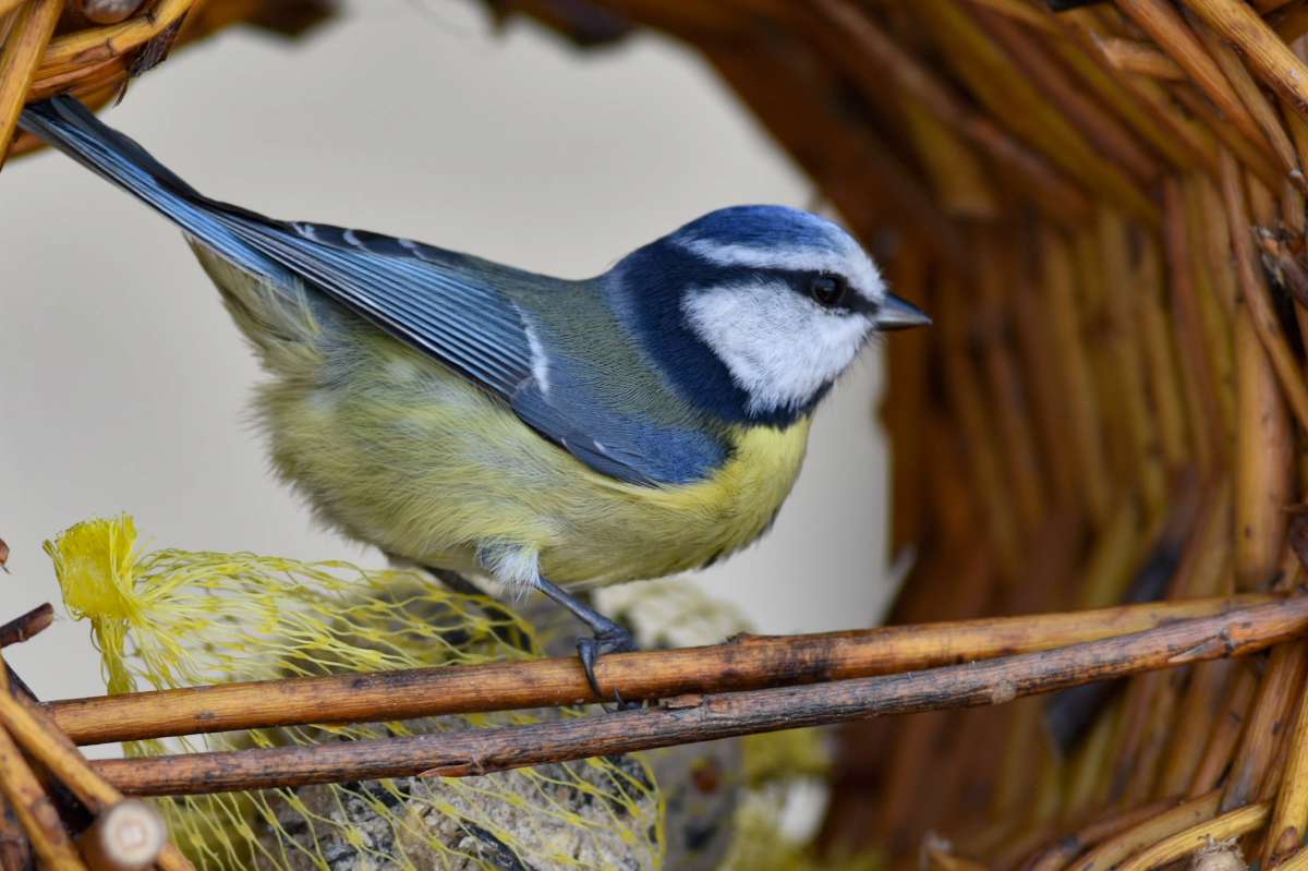 mesange bleueXG4 0195 1200