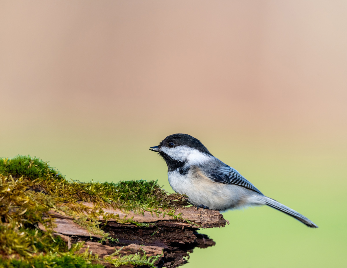 mesange lgue queue pexels s