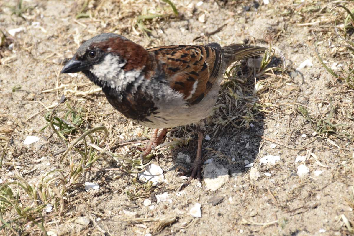 moineau XG7 0944 1200