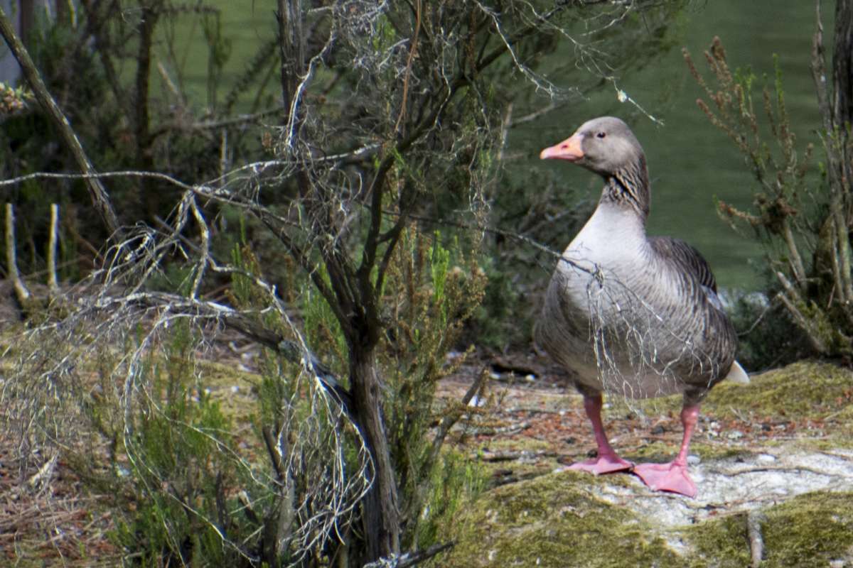 oie cendree XG7 1094 1200