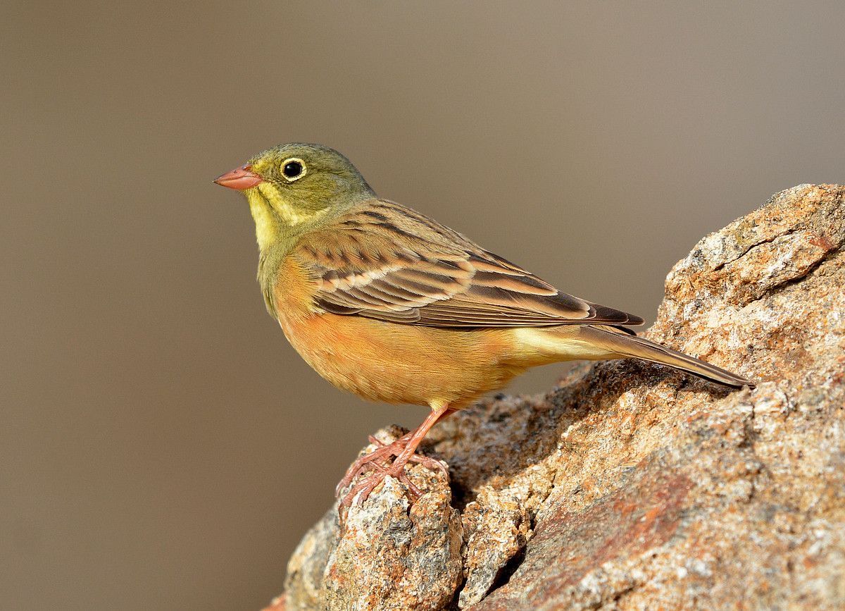 ortolan