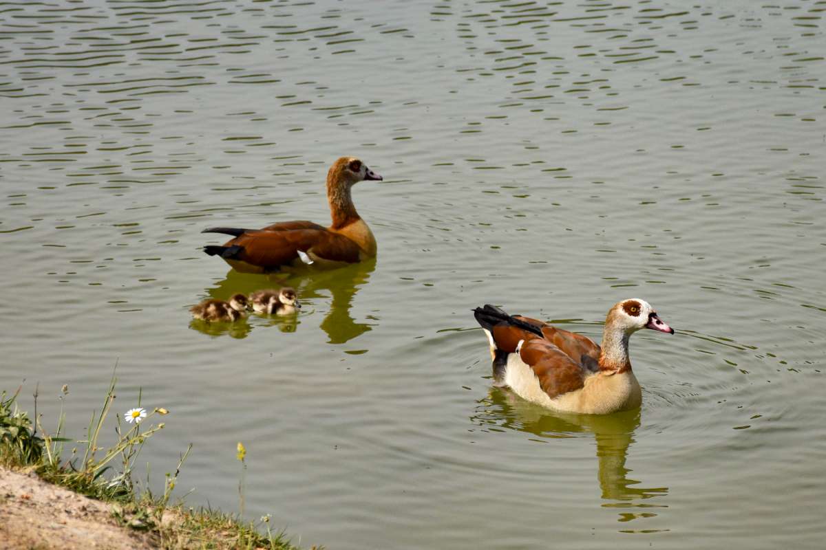 Monsalut 2022 © X. Guibert ouette1