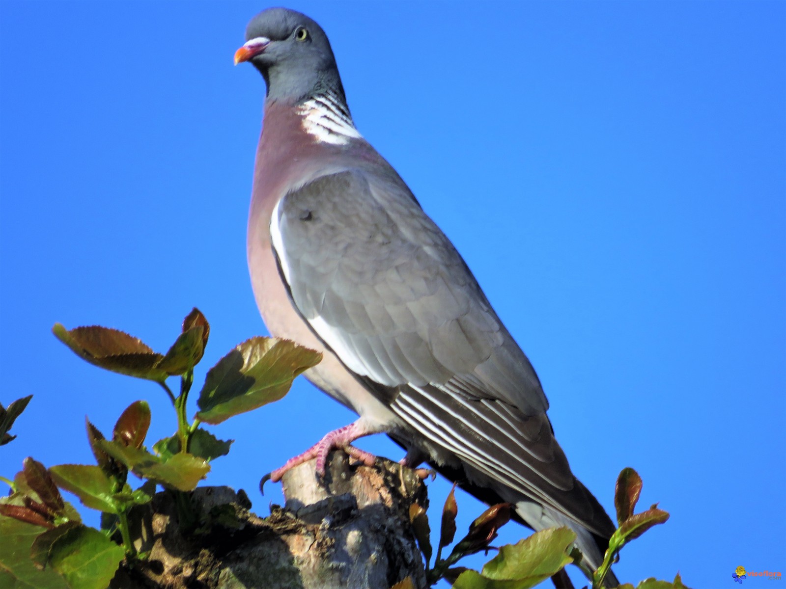 pigeon ramier palombe visoflora 112630
