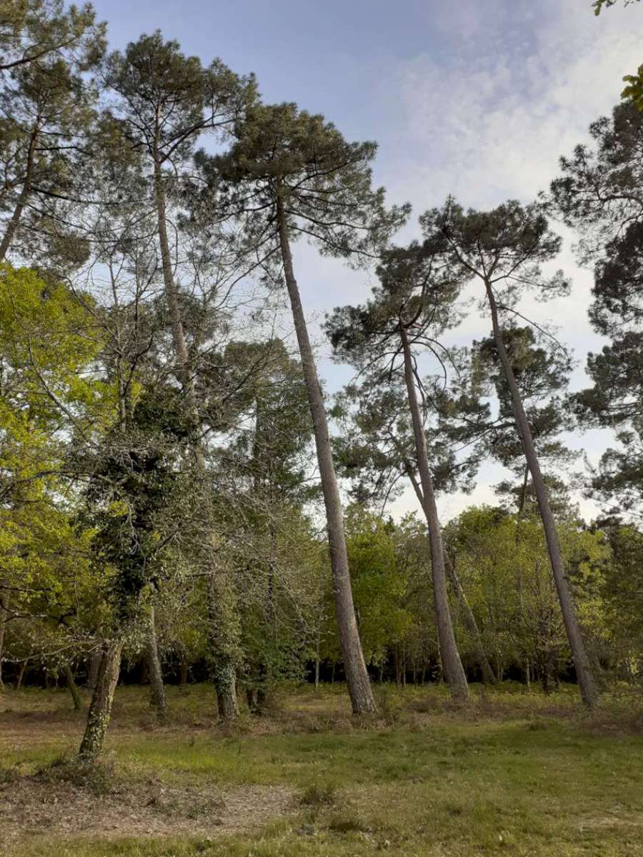 Monsalut 2022 © X. Guibert pins4 1200