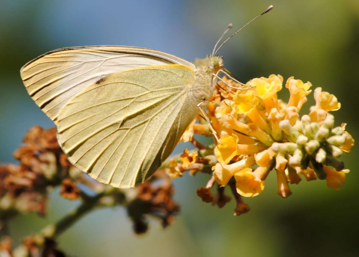© R. Troqueraud pleride choux