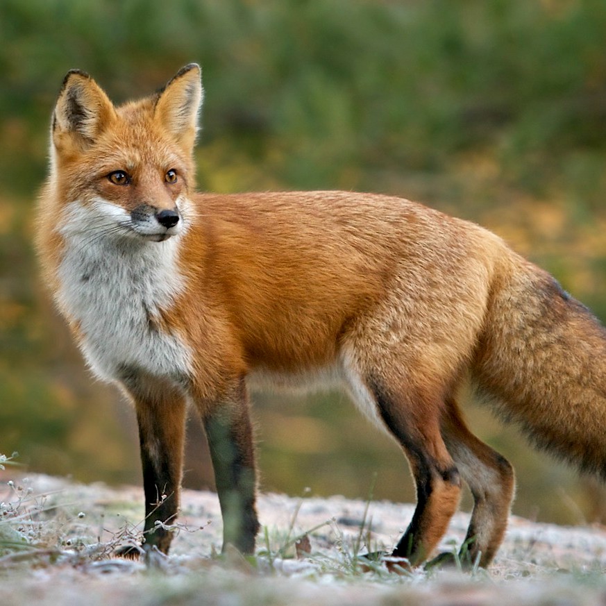 renard