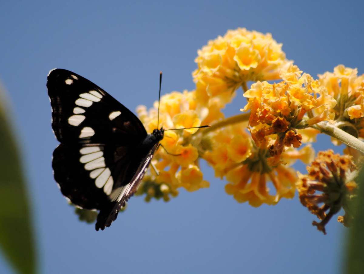 © R. Troqueraud sylvain azure