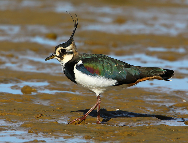 vanneau huppe aurelien audevard